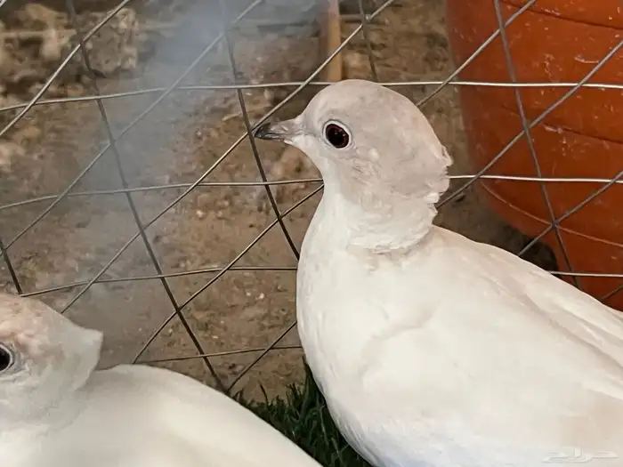 حمام ياكريم كلر هد منتج 0