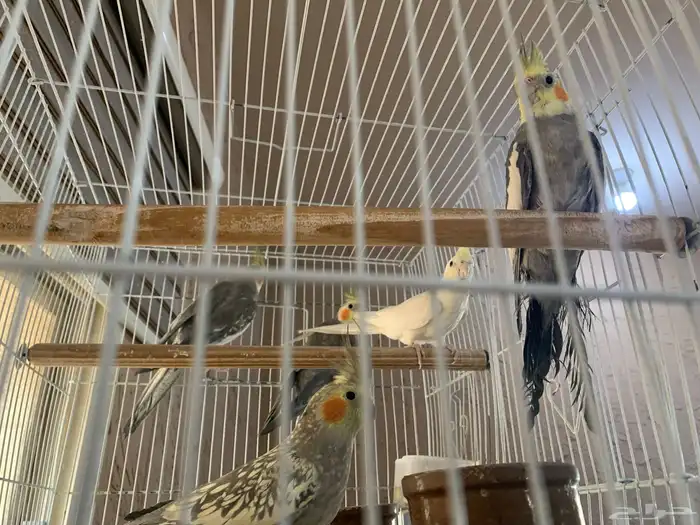 10 طيور كروان 3