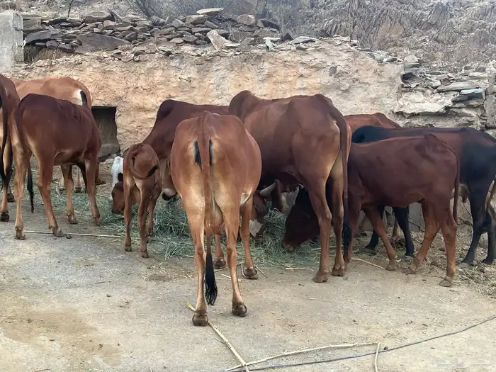 بقر للبيع 0