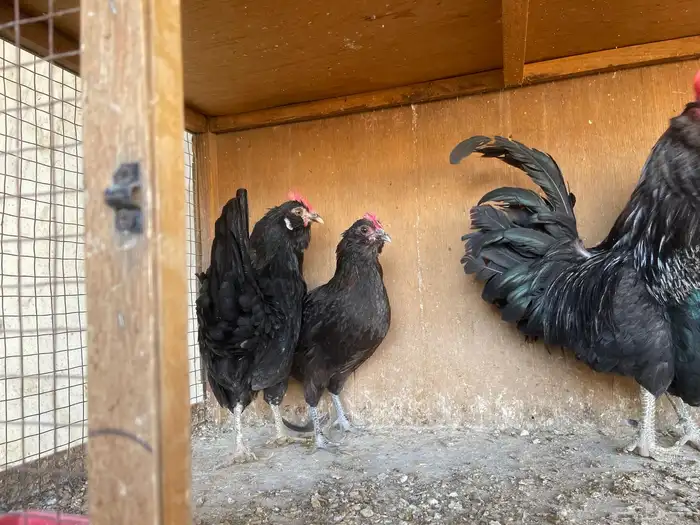 أطقم دجاج البوم 5