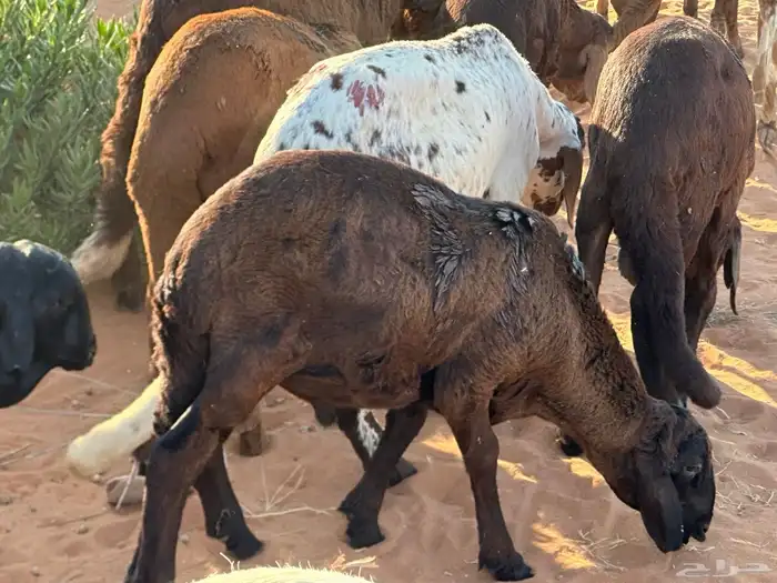 سواكنيات وبرابر حلال بر 6