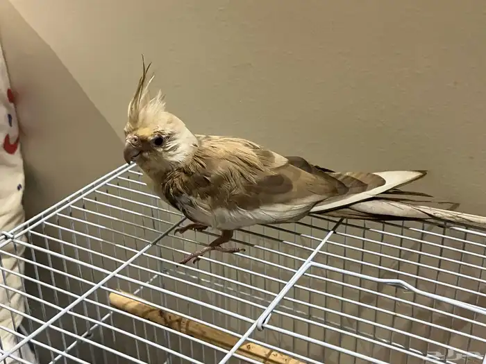 للبدل او البيع عندها 0