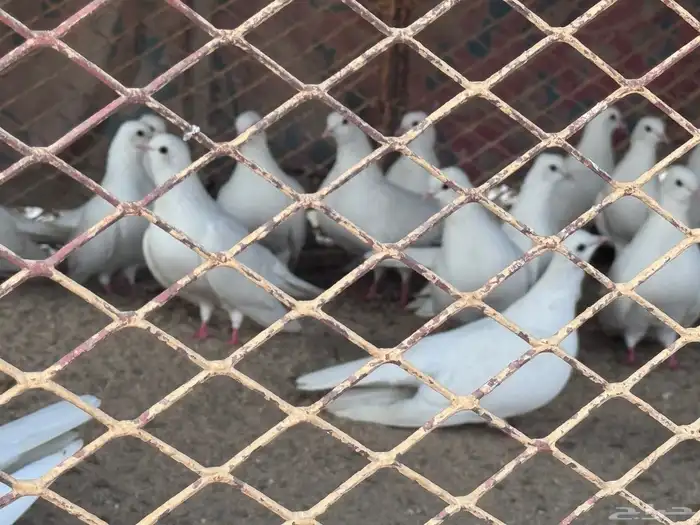 حمام صنعاني 1