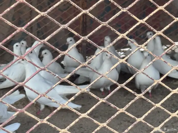 حمام صنعاني 3