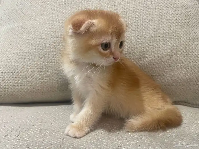 قط سكوتش شهرين 2