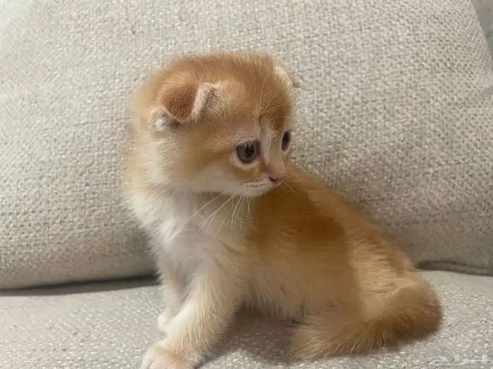 قط سكوتش شهرين 3