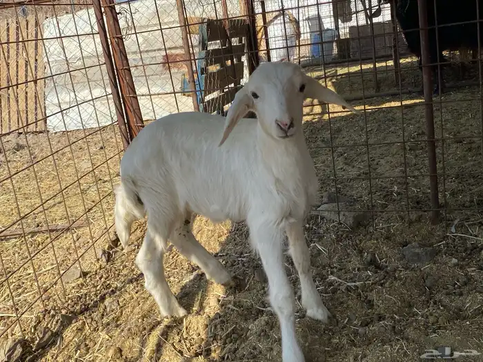 داغور طلي حري يرضع من اي شاه شرط 5