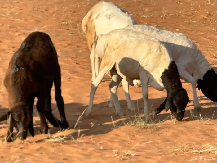 سواكنيات وبرابر حلال بر 18