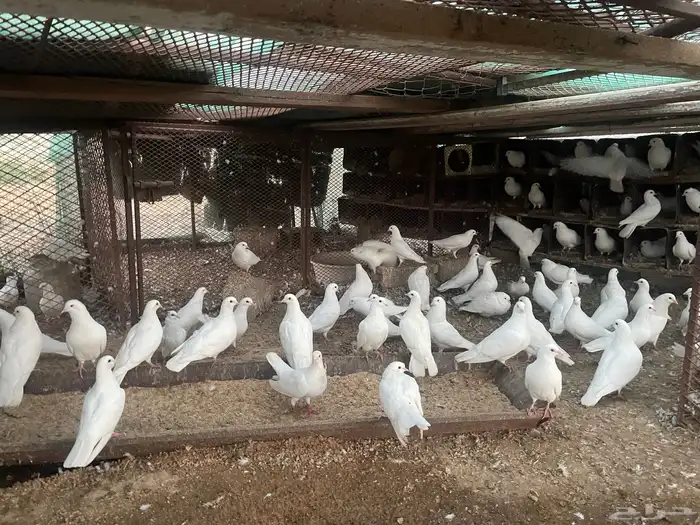 حمام فرنسي جامبو 0