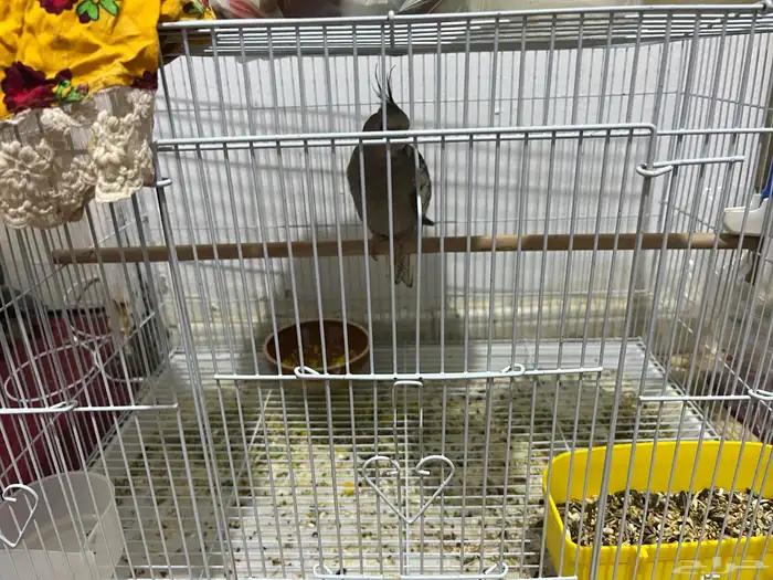 بغبغاء كروان 4