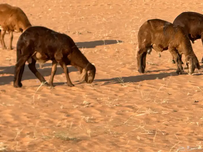 سواكنيات وبرابر حلال بر 32