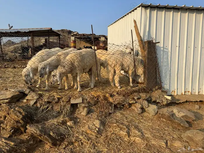 خرفان للبيع 0