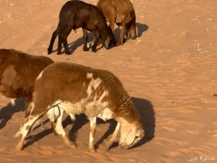 سواكنيات وبرابر حلال بر 59