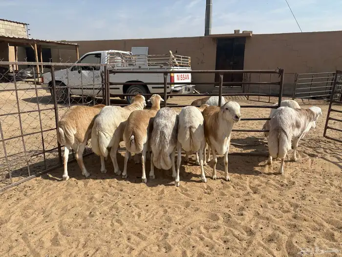 رفيدي صومالي تربيه 5 أشهر خرفان عدد 10 سومها 860 4