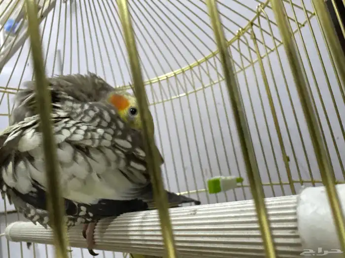 كروان اليف جداا جدا للبيع 1