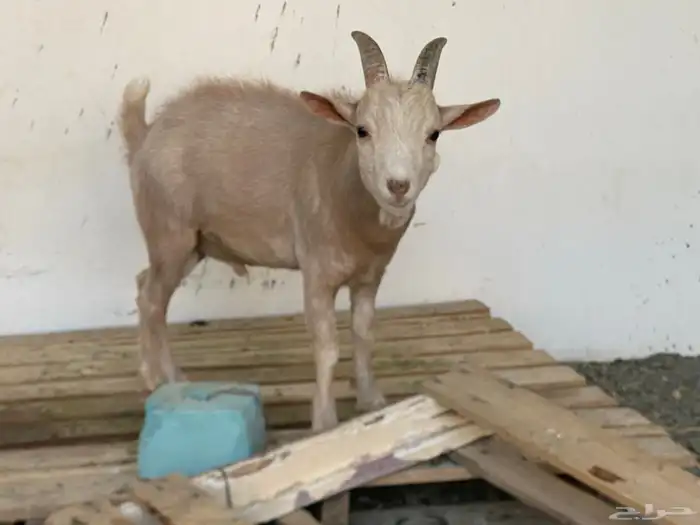 للبيع تيس قزمي 3