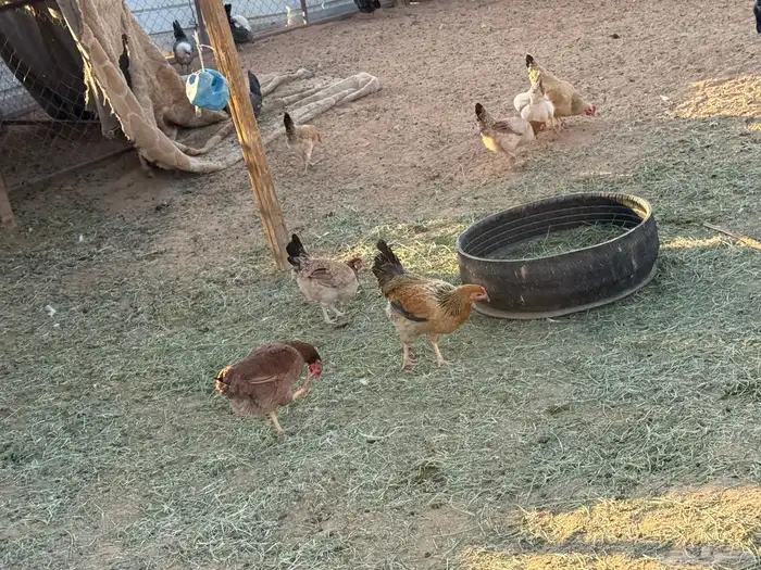 البيع دجاج بياض في الخرج 1