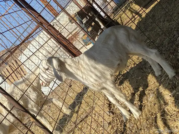 داغور طلي حري يرضع من اي شاه شرط 1