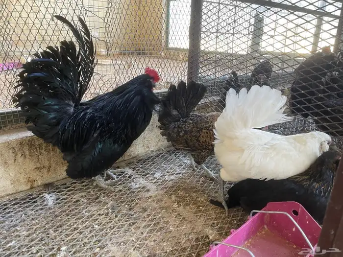 أطقم دجاج البوم 11