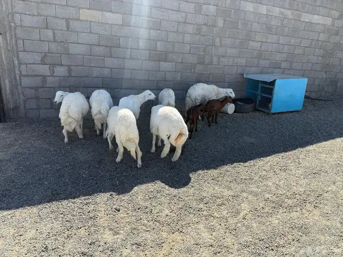 خرفان للبيع جمله 3