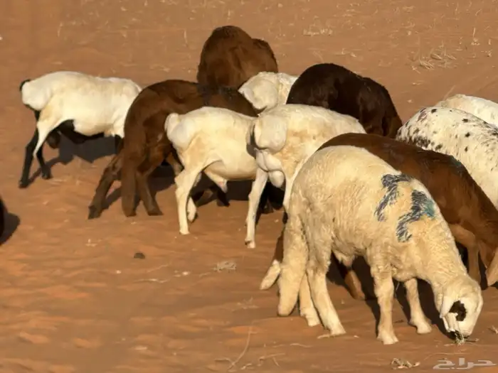 سواكنيات وبرابر حلال بر 64