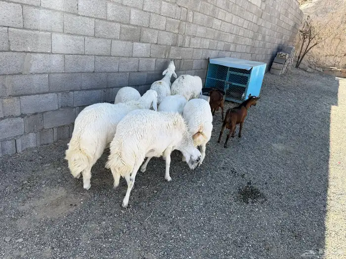 خرفان للبيع جمله 1
