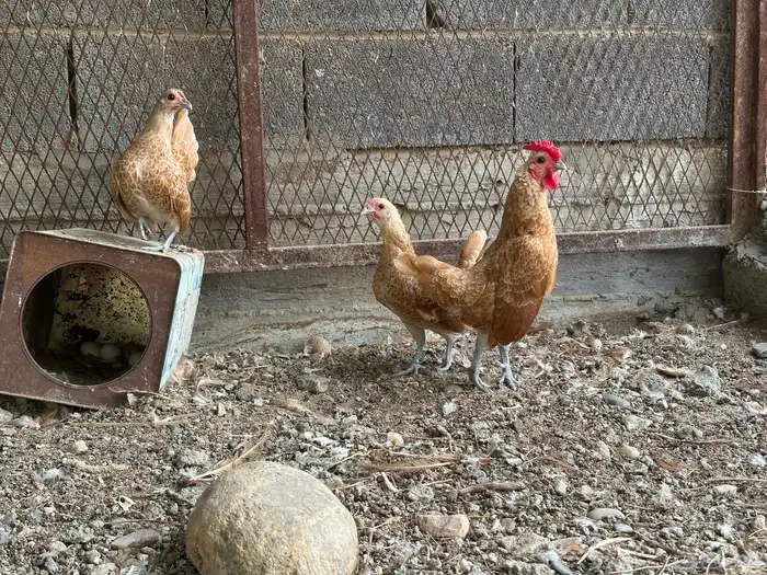 طقم دجاج سبرايت كريمي منتج حضان 2