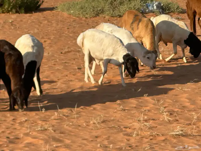 سواكنيات وبرابر حلال بر 28