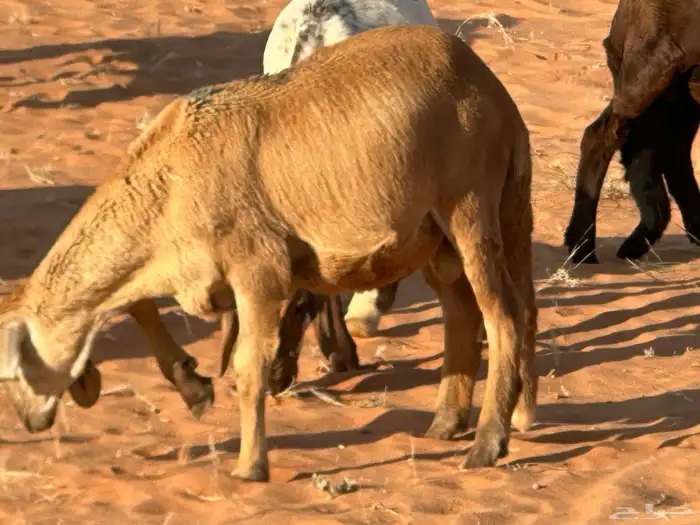 سواكنيات وبرابر حلال بر 9