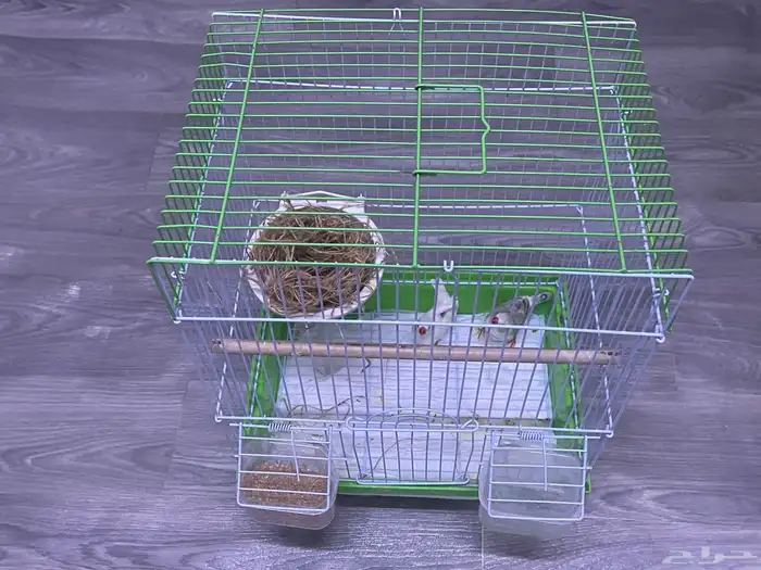 اسلام عليكم ورحمة الله وركاته عندي ثنين زيبرا نضيفين جدااا 1