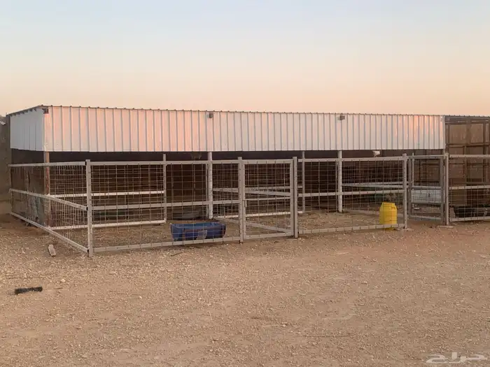 شبك غنم داخل استراحه للإيجاد 0