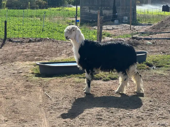 مشروع فحل نجدي فاخر العمر ثمانيه اشهر 1
