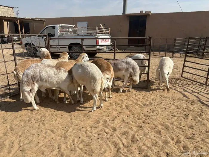 رفيدي صومالي تربيه 5 أشهر خرفان عدد 10 سومها 860 6