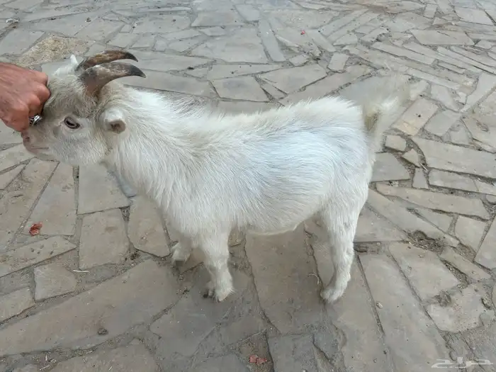 الماعز القزم عمره ستة أشهر كنت اروش بس ما قدرت بس هو نظيف 3