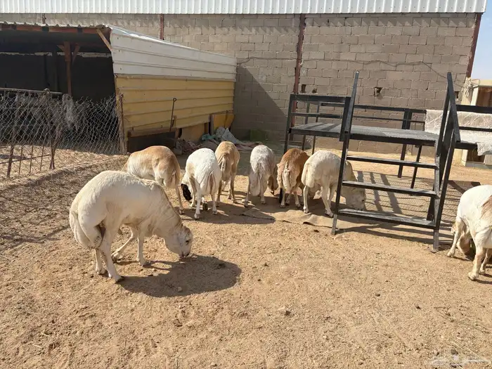 رفيدي صومالي تربيه 5 أشهر خرفان عدد 10 سومها 860 2