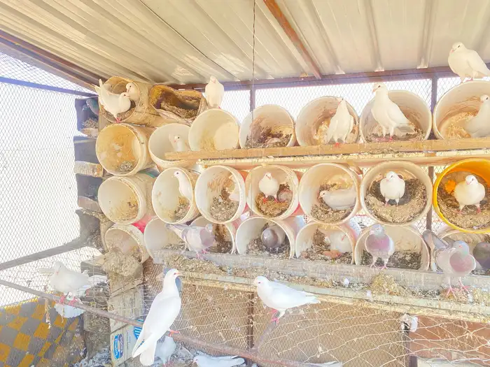 حمام فرنسي 2