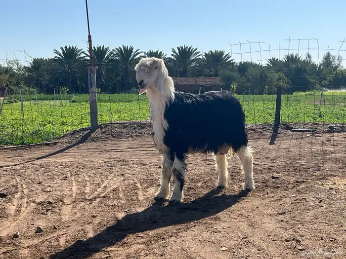 مشروع فحل نجدي فاخر العمر ثمانيه اشهر 2