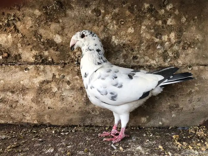 حمام همر الصحة ممتازة 0