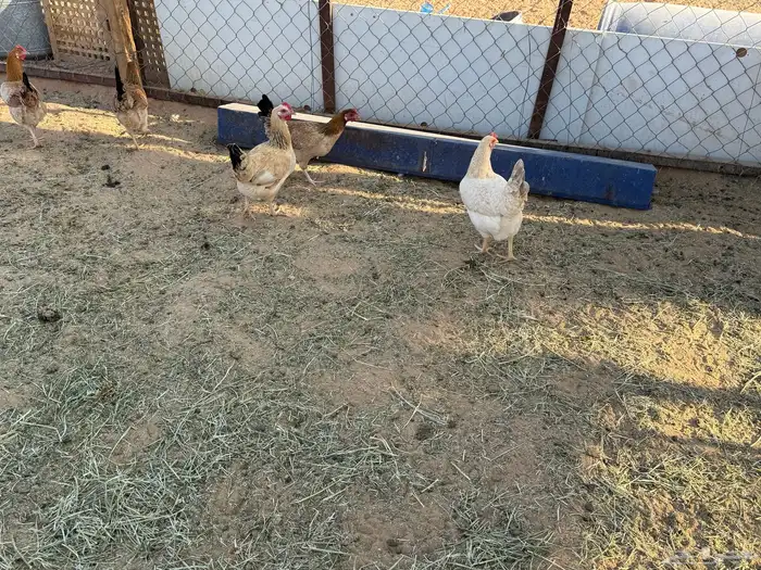 البيع دجاج بياض في الخرج 11
