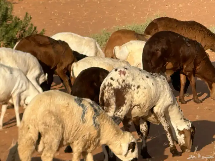 سواكنيات وبرابر حلال بر 43