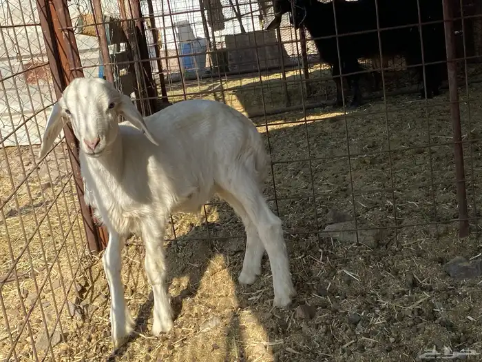 داغور طلي حري يرضع من اي شاه شرط 2
