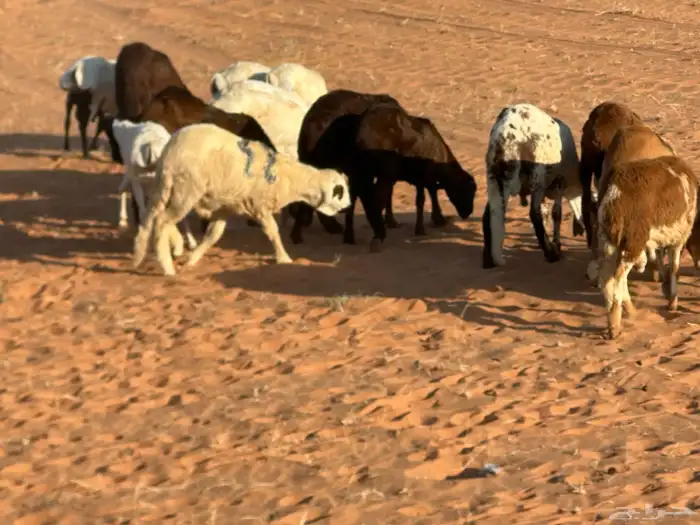 سواكنيات وبرابر حلال بر 86