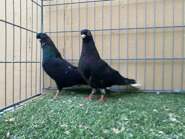 حمام قطيفي 1