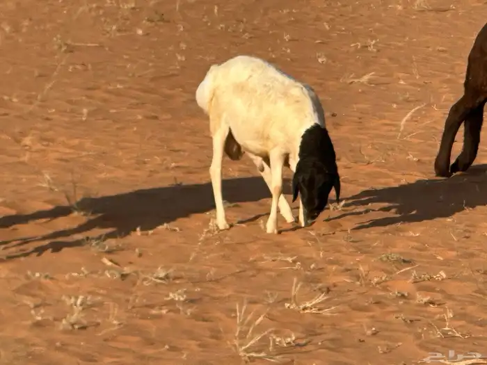 سواكنيات وبرابر حلال بر 11