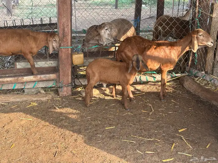 نعجه سواكني متبوعه برخل وفرير 8