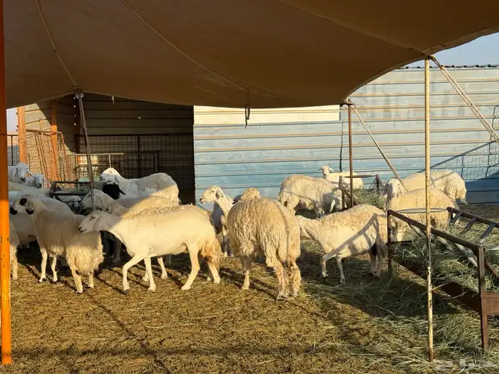 غنم حريات للبيع 2