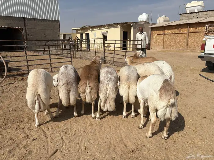 رفيدي صومالي تربيه 5 أشهر خرفان عدد 10 سومها 860 0