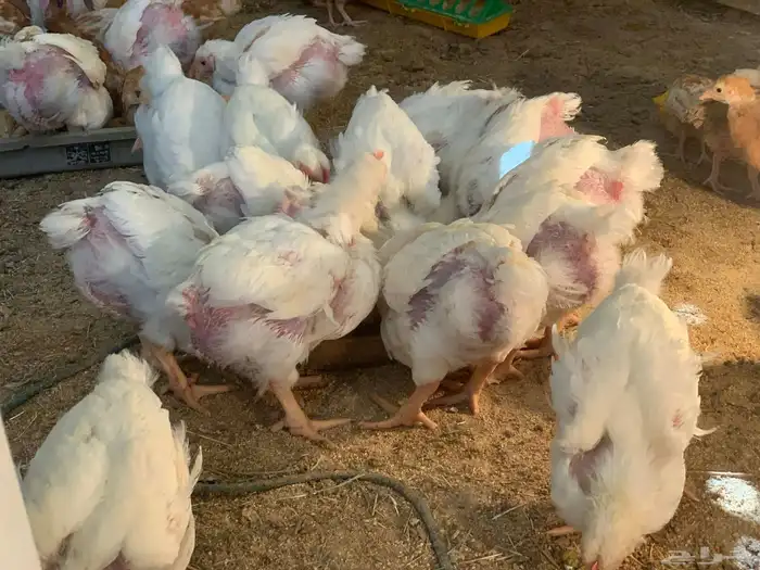 للبيع دجاج لاحم 4