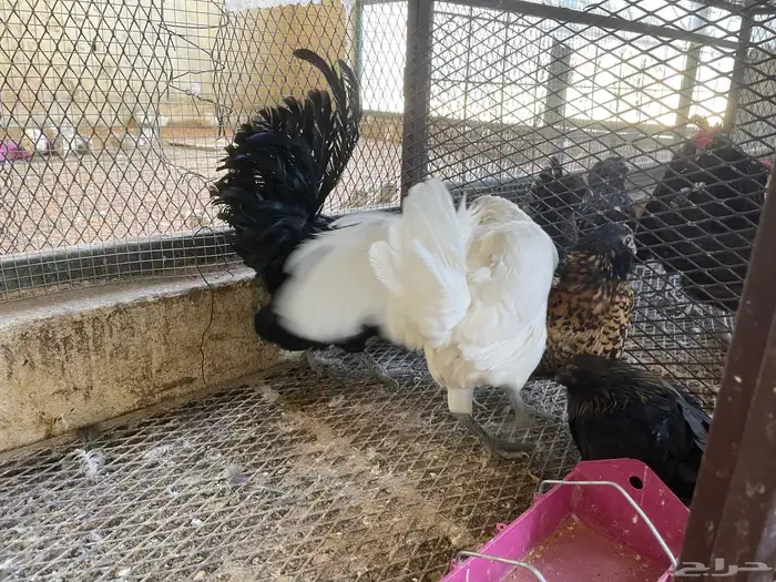 أطقم دجاج البوم 9