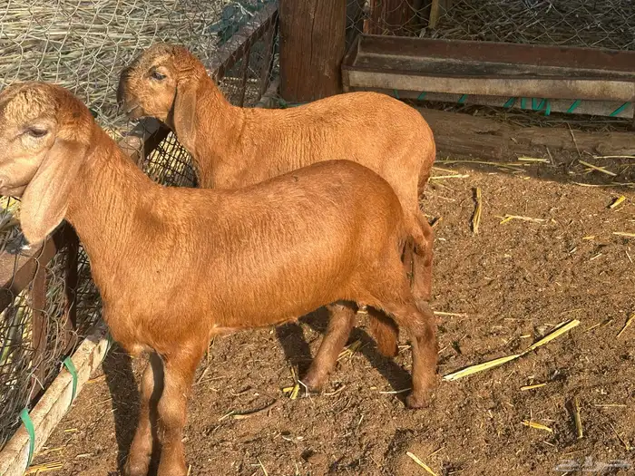 نعجه سواكني متبوعه برخل وفرير 2